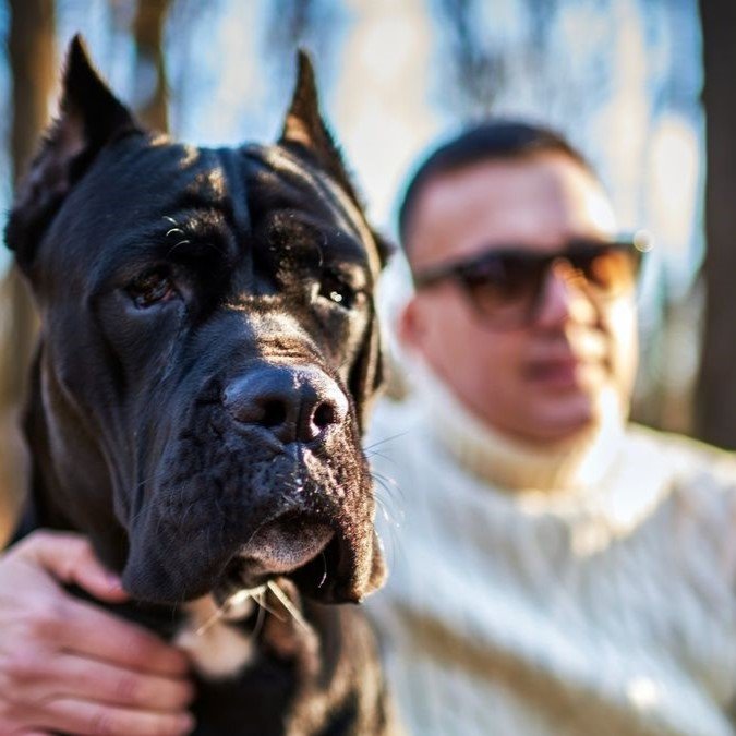 cane corso reviews (1)