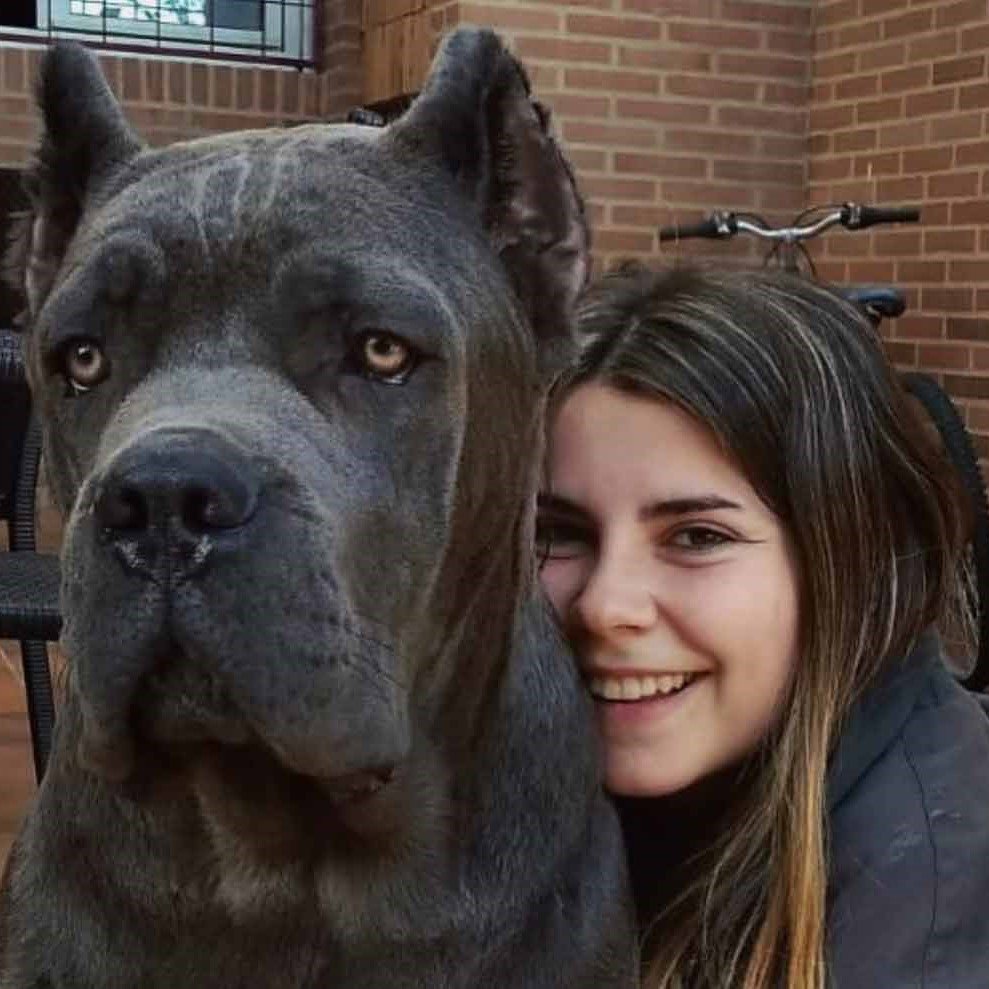 cane corso reviews (2)