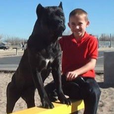 cane corso reviews (5)