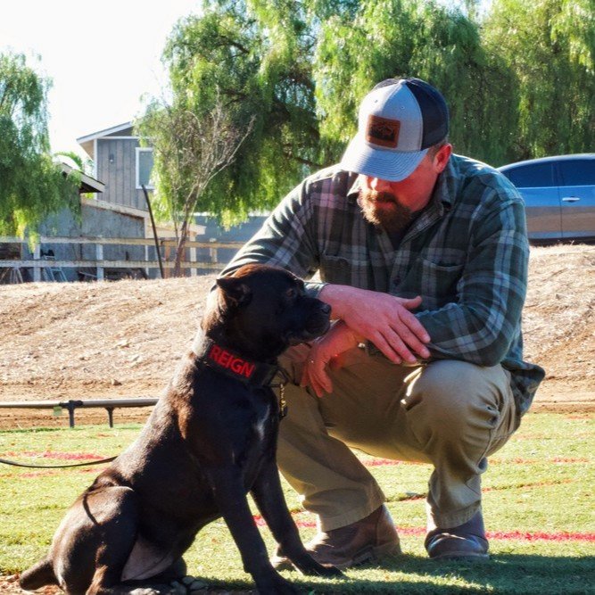 cane corso reviews (6)