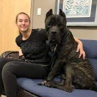 cane corso reviews (7)