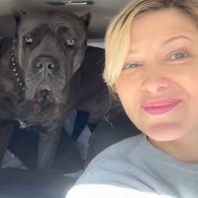 cane corso reviews (9)